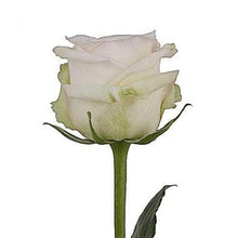 Load image into Gallery viewer, White O&#39; Hara White Garden Roses Wholesale - 48LongStems.com
