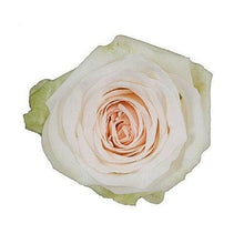 Load image into Gallery viewer, White O&#39; Hara White Garden Roses Wholesale - 48LongStems.com
