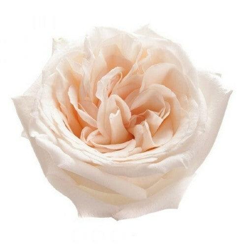 White O' Hara White Garden Roses Wholesale - 48LongStems.com