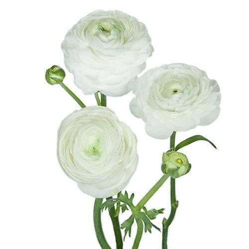 White Ranunculus - 48LongStems.com