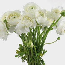 Load image into Gallery viewer, White Ranunculus - 48LongStems.com
