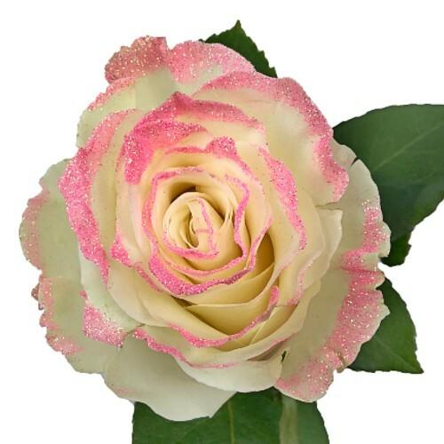 White Rose Bouquet with Light Pink Glitter 1-Stem - 48LongStems.com