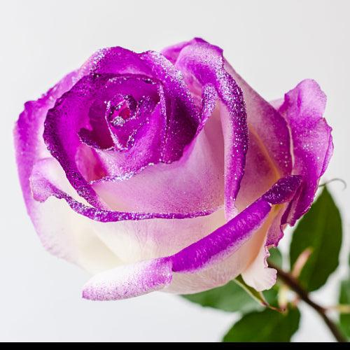 White Rose Bouquet with Purple Glitter 1-Stem - 48LongStems.com