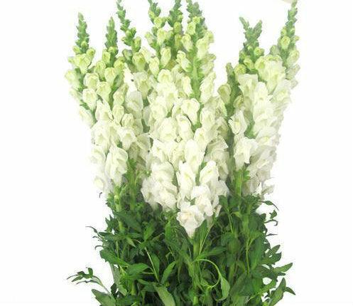 White Snapdragons - 48LongStems.com