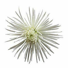 Load image into Gallery viewer, White Spider Mum - 48LongStems.com
