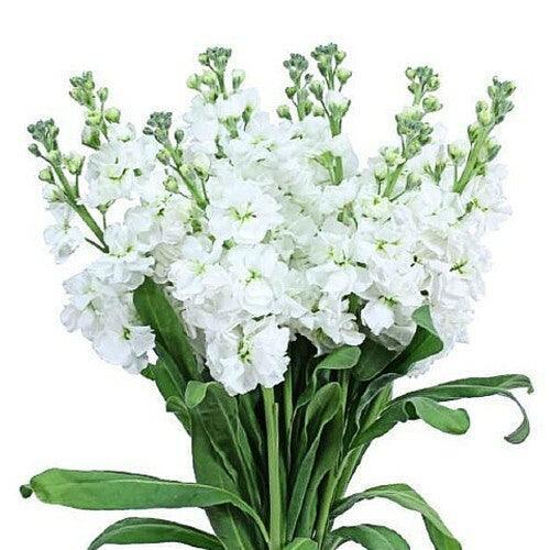 White Stock - 48LongStems.com