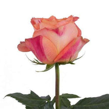 Load image into Gallery viewer, Wild Spirit Apricot Orange Roses Wholesale - 48LongStems.com
