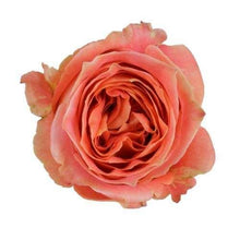 Load image into Gallery viewer, Wild Spirit Apricot Orange Roses Wholesale - 48LongStems.com
