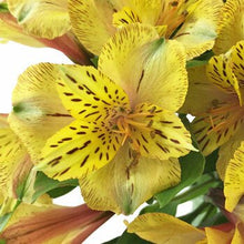 Load image into Gallery viewer, Yellow Alstroemeria - 48LongStems.com
