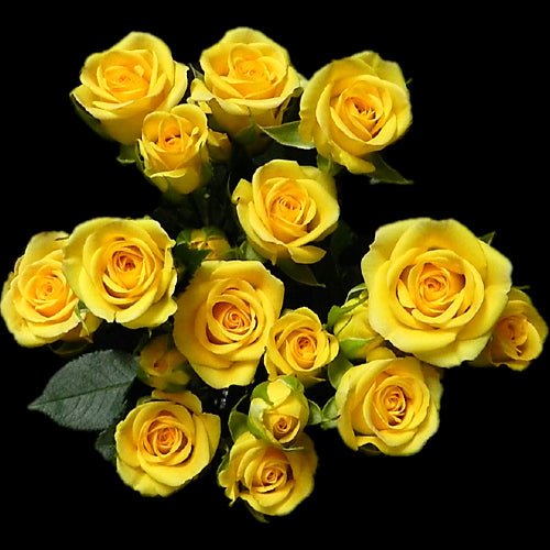 Yellow Babe Yellow Spray Rose - 40cm - 48LongStems.com