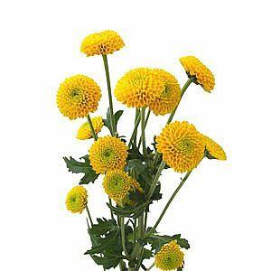 Ivory Button Mums Wholesale Yellow Button Mums | Bulk Yellow Button Mums