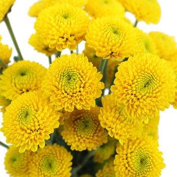 Ivory Button Mums Wholesale Yellow Button Mums | Bulk Yellow Button Mums – 48LongStems.com
