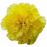 Yellow Carnations - Fancy - 48LongStems.com
