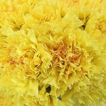 Yellow Carnations - Fancy - 48LongStems.com