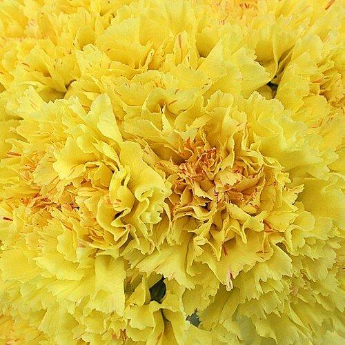 Yellow Carnations - Fancy - 48LongStems.com