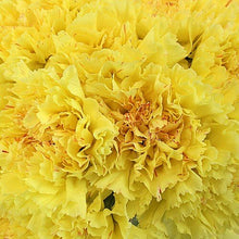 Load image into Gallery viewer, Yellow Carnations - Standard - 48LongStems.com
