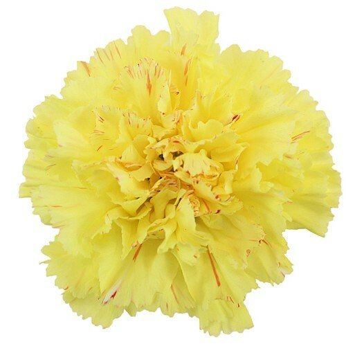 Yellow Carnations - Standard - 48LongStems.com