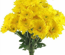 Load image into Gallery viewer, Yellow Cushion Mum - 48LongStems.com
