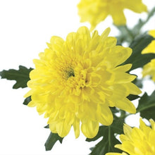 Load image into Gallery viewer, Yellow Cushion Mum - 48LongStems.com
