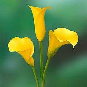 calla lily flower yellow Wholesale yellow mini Calla Lilies