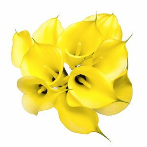 Yellow Mini Calla Lilies - Wholesale - 48LongStems.com