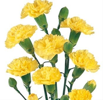 Yellow Mini Carnations - 48LongStems.com