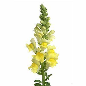 Yellow Snapdragon - 48LongStems.com