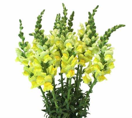 Yellow Snapdragon - 48LongStems.com