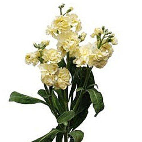 Yellow Spray Stock - 48LongStems.com