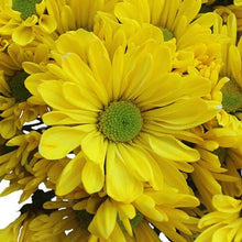 Load image into Gallery viewer, Yellow Tinted Daisies - Wholesale - 48LongStems.com
