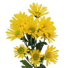 Load image into Gallery viewer, Yellow Tinted Daisies - Wholesale - 48LongStems.com

