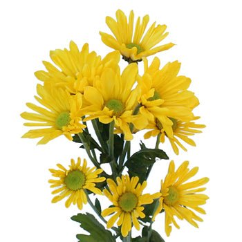 Yellow Tinted Daisies - Wholesale - 48LongStems.com