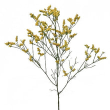 Load image into Gallery viewer, Yellow Tinted Limonium - 48LongStems.com
