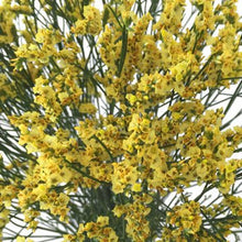 Load image into Gallery viewer, Yellow Tinted Limonium - 48LongStems.com
