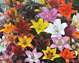 lilies asiatic mixed Wholesale Farm Mix Asiatic Lilies